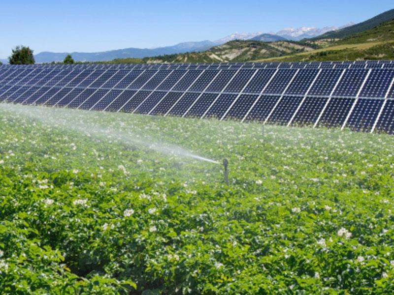 Điện năng lượng mặt trời với nông nghiệp